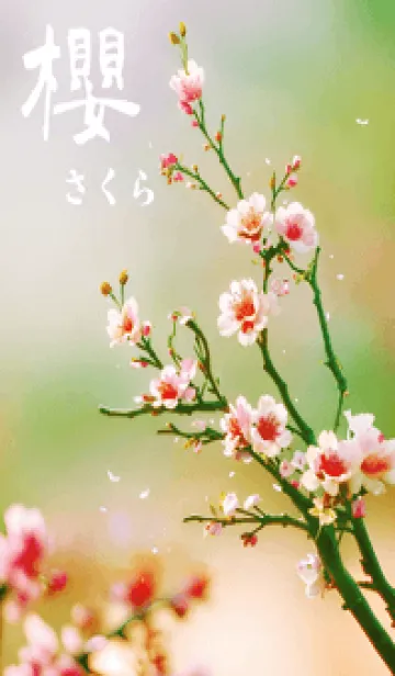 [LINE着せ替え] 日本の超美しい桜(新緑)の画像1