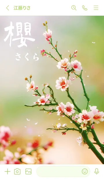 [LINE着せ替え] 日本の超美しい桜(新緑)の画像2