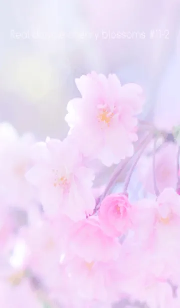 [LINE着せ替え] Real double cherry blossom #11-2の画像1