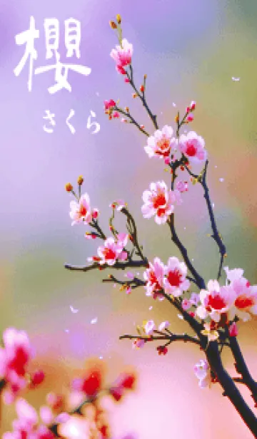 [LINE着せ替え] 日本の超美しい桜(優しい紫色)の画像1