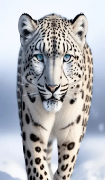 [LINE着せ替え] 夢幻の白いスノーヒョウ QZkyFの画像1