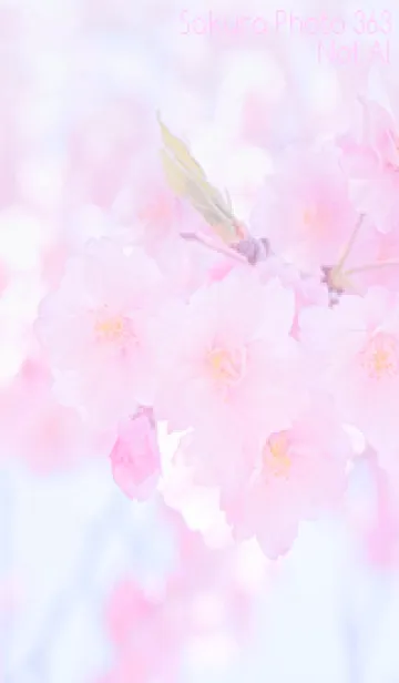[LINE着せ替え] Sakura Photo 363 Not AIの画像1