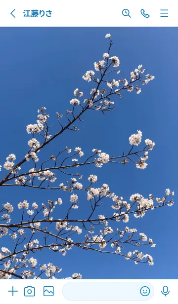 [LINE着せ替え] 桜咲く季節3 (白)【写真着せかえ】の画像2