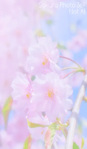 [LINE着せ替え] Sakura Photo 369 Not AIの画像1