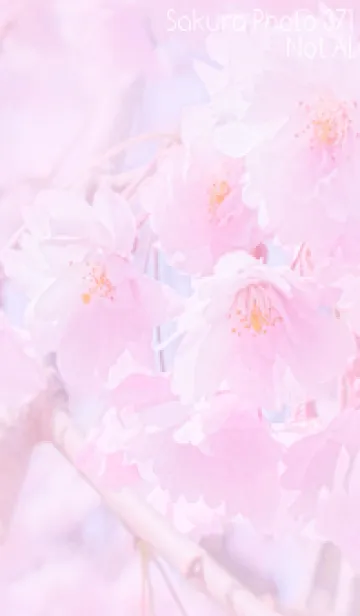 [LINE着せ替え] Sakura Photo 371 Not AIの画像1