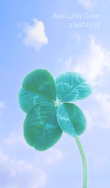 [LINE着せ替え] 本物ラッキークローバー 4-leaf #5-28の画像1