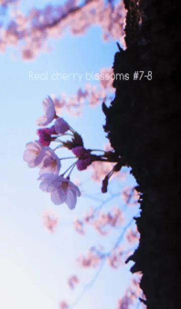 [LINE着せ替え] Real cherry blossom #7-8の画像1