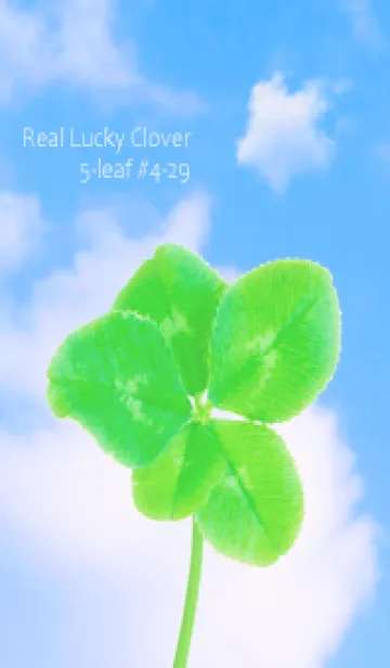 [LINE着せ替え] 本物ラッキークローバー 5-leaf #4-28の画像1