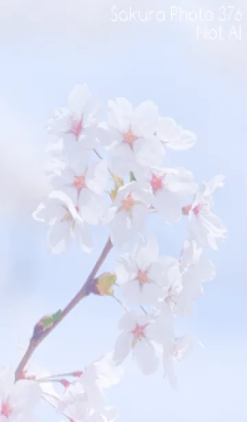 [LINE着せ替え] Sakura Photo 376 Not AIの画像1