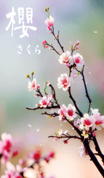 [LINE着せ替え] 日本の超美しい桜(カラフルな色)の画像1