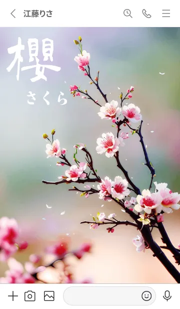[LINE着せ替え] 日本の超美しい桜(カラフルな色)の画像2