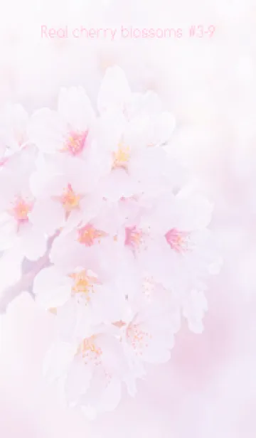 [LINE着せ替え] Real cherry blossom #3-9の画像1