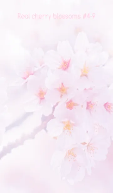 [LINE着せ替え] Real cherry blossom #4-9の画像1
