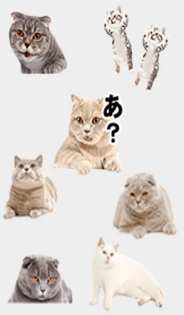 [LINE着せ替え] 猫トーク01_1の画像1