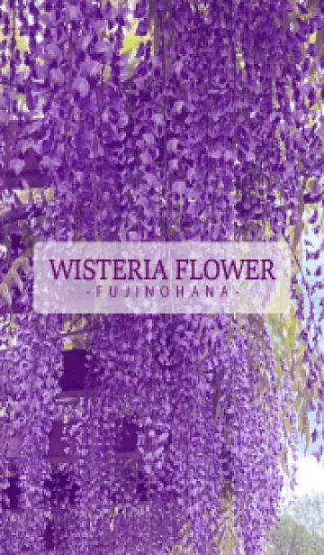 [LINE着せ替え] WISTERIA FLOWER -fujinohana- 3の画像1