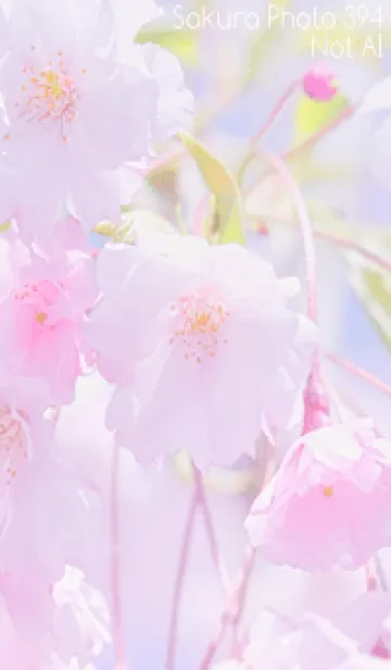 [LINE着せ替え] Sakura Photo 394 Not AIの画像1