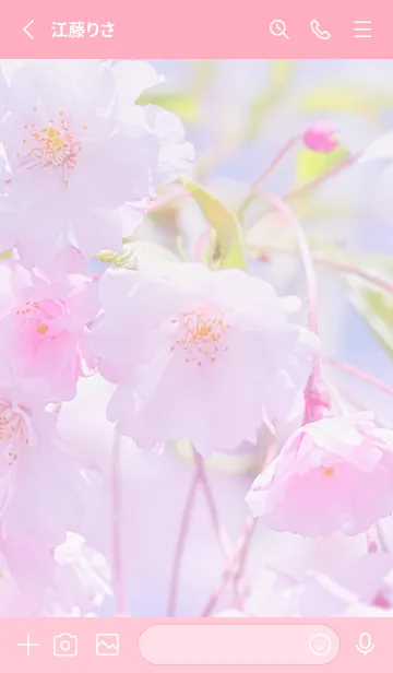 [LINE着せ替え] Sakura Photo 394 Not AIの画像2