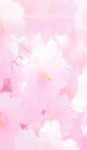 [LINE着せ替え] Real double cherry blossom #2-9の画像1