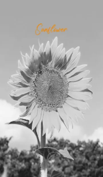 [LINE着せ替え] monochrome photograph...4の画像1