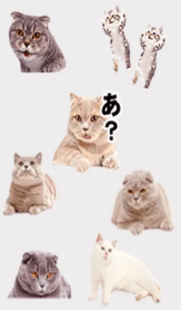 [LINE着せ替え] Greige 猫トーク02_1の画像1