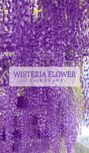 [LINE着せ替え] WISTERIA FLOWER -fujinohana- 4の画像1