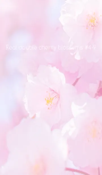 [LINE着せ替え] Real double cherry blossom #4-9の画像1