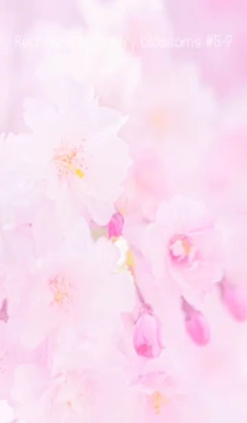 [LINE着せ替え] Real double cherry blossom #5-9の画像1