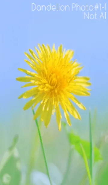 [LINE着せ替え] Dandelion Photo #1-1 Not AIの画像1