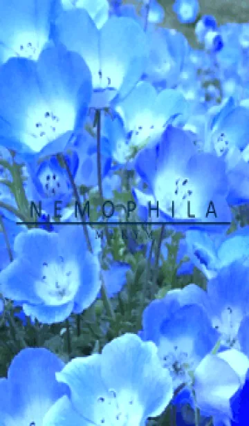 [LINE着せ替え] NEMOPHILA-Flower 3の画像1