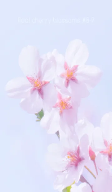 [LINE着せ替え] Real cherry blossom #8-9の画像1