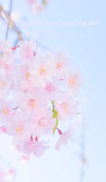 [LINE着せ替え] Real double cherry blossom #8-9の画像1