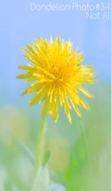 [LINE着せ替え] Dandelion Photo #3-1 Not AIの画像1