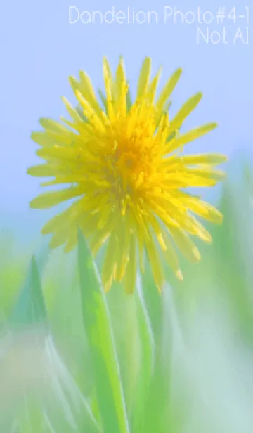 [LINE着せ替え] Dandelion Photo #4-1 Not AIの画像1