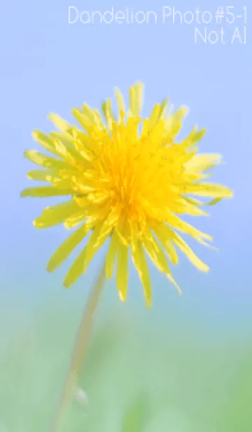 [LINE着せ替え] Dandelion Photo #5-1 Not AIの画像1