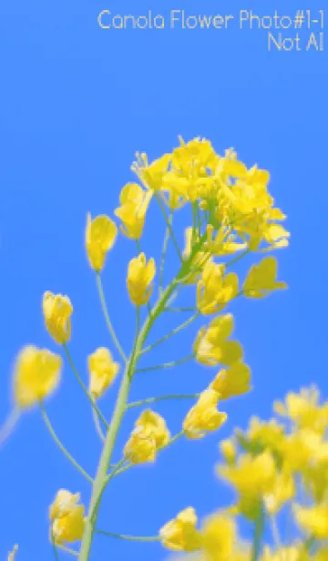 [LINE着せ替え] Canola Flower Photo #1-1 Not AIの画像1