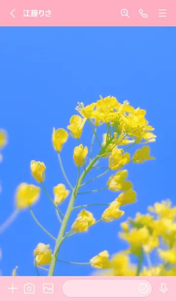 [LINE着せ替え] Canola Flower Photo #1-1 Not AIの画像2