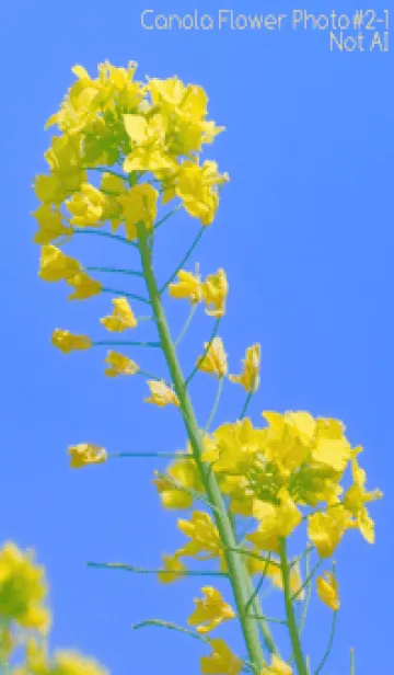 [LINE着せ替え] Canola Flower Photo #2-1 Not AIの画像1