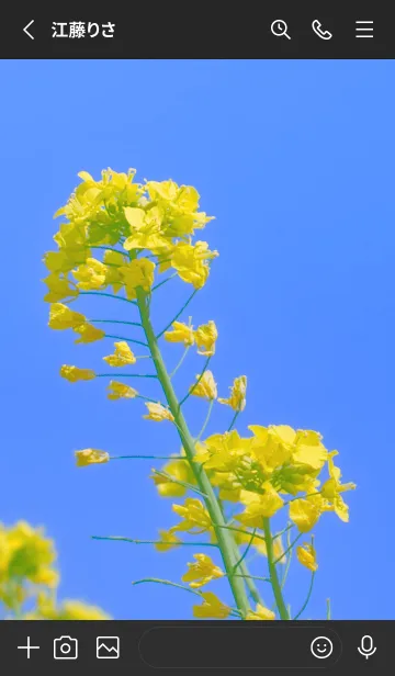 [LINE着せ替え] Canola Flower Photo #2-1 Not AIの画像2