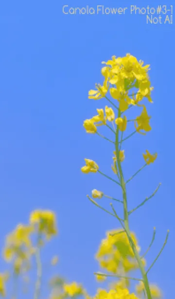 [LINE着せ替え] Canola Flower Photo #3-1 Not AIの画像1