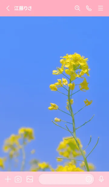 [LINE着せ替え] Canola Flower Photo #3-1 Not AIの画像2