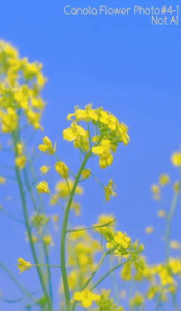 [LINE着せ替え] Canola Flower Photo #4-1 Not AIの画像1