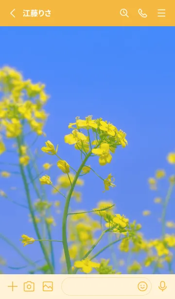 [LINE着せ替え] Canola Flower Photo #4-1 Not AIの画像2