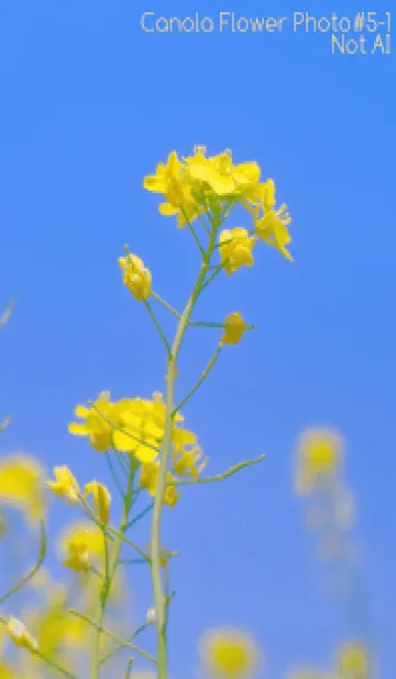 [LINE着せ替え] Canola Flower Photo #5-1 Not AIの画像1