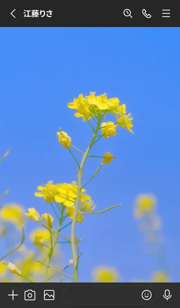 [LINE着せ替え] Canola Flower Photo #5-1 Not AIの画像2