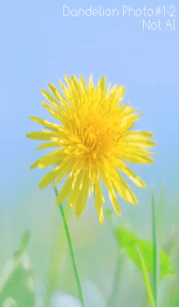 [LINE着せ替え] Dandelion Photo #1-2 Not AIの画像1