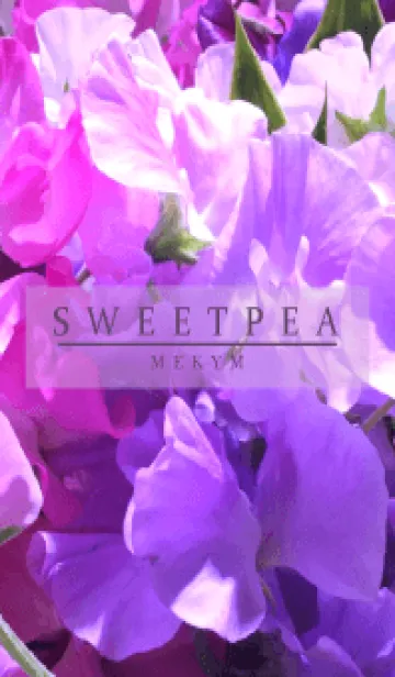 [LINE着せ替え] SWEET PEA-PURPLE 9の画像1