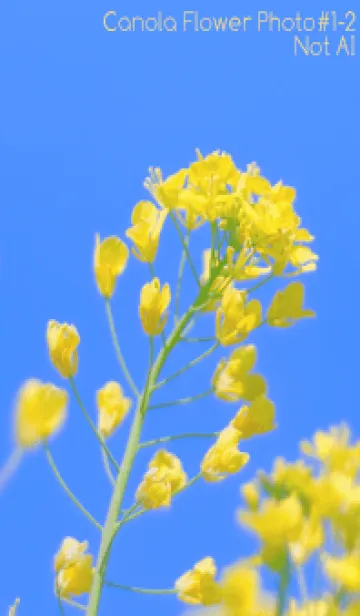 [LINE着せ替え] Canola Flower Photo #1-2 Not AIの画像1