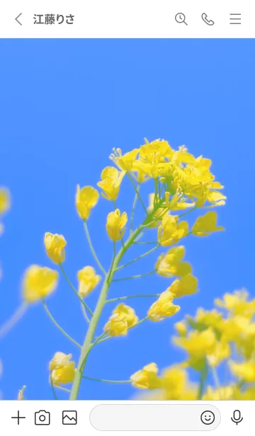 [LINE着せ替え] Canola Flower Photo #1-2 Not AIの画像2