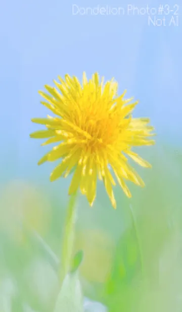 Dandelion Photo #3-2 Not AIの着せ替えメイン画像