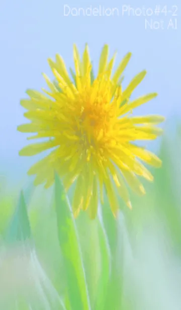 [LINE着せ替え] Dandelion Photo #4-2 Not AIの画像1